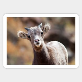 Bighorn Sheep Sticker